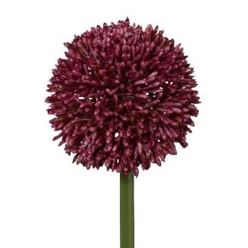 Dekoblume Allium MENKES, burgunderrot, 65cm
