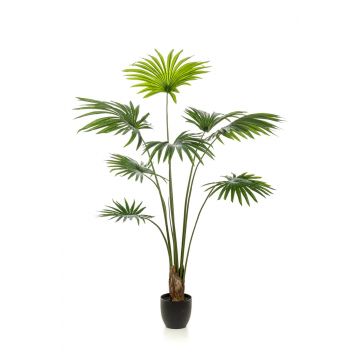 Kunstpalme Livistona rotundifolia FAVIOLA im Dekotopf, 160cm