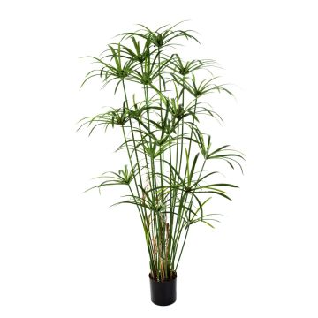 Kunstpflanze Zyperngras ALBY, grün, 155cm