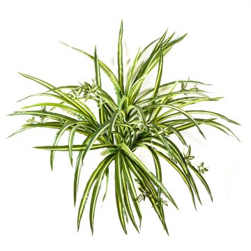Kunstpflanze Grünlilie KOCHAB, auf Steckstab, grün-gelb, 55cm