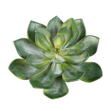 Deko Echeveria morani CURSA auf Steckstab, grün, 15cm