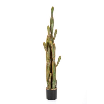 Deko Kaktus San Pedro GRUMIUM, grün-braun, 150cm