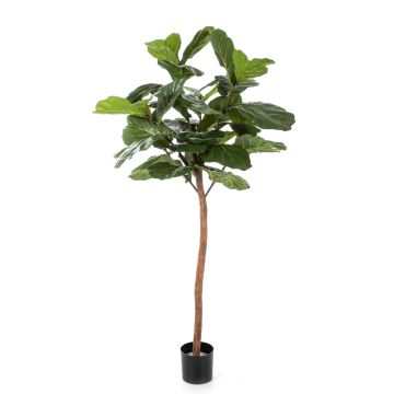 Deko Ficus Lyrata ADERITO, Echtstamm, grün, 170cm