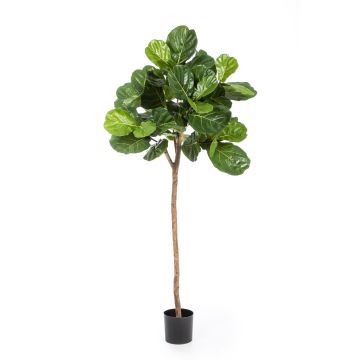 Deko Ficus Lyrata ADERITO, Echtstamm, grün, 200cm