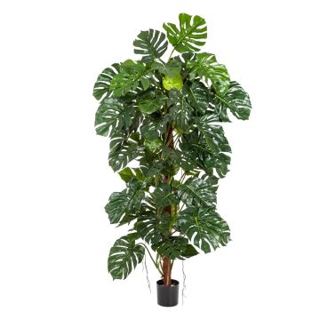 Kunstpflanze Philodendron Monstera Deliciosa MEBSUTA, 190cm