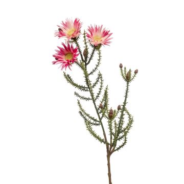 Deko Kap-Strohblume BEYA, rosa-gelb, 60cm, Ø6cm