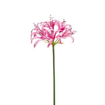 Deko Gartenamaryllis BAIMAI, rosa, 75cm