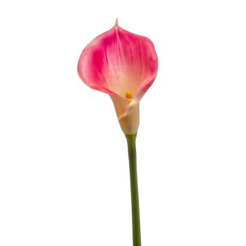 Deko Blume Calla DAISCHI, rosa-creme, 70cm, 11x14cm