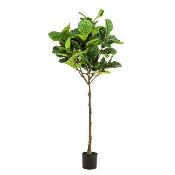 Deko Ficus Lyrata ABIULA, Echtstamm, grün, 195cm