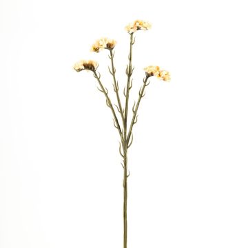 Kunstblume Strandflieder AYISHA, Trockenoptik, creme-weiß, 65cm
