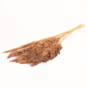 Getrockneter Schilf Bund DONJETA, grau-beige, 70-80cm, Ø15cm