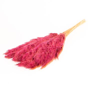 Getrockneter Schilf Bund DONJETA, violett, 70-80cm, Ø15cm