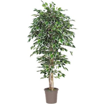 Künstlicher Ficus Benjamini LEVANTA, Naturstämme, grün-weiß, 300cm - Made in Italy