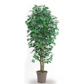 Deko Ficus Benjamini LEONORET, Echtstämme, grün-weiß, 175cm - Made in Italy