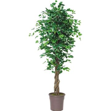 Kunst Ficus Benjamina EDILIO, Echtstämme, grün-weiß, 175cm - Made in Italy