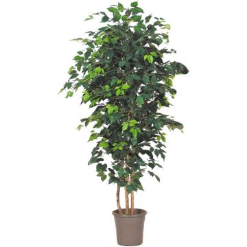 Deko Ficus Benjamini LEONORET, Echtstämme, grün, 100cm - Made in Italy