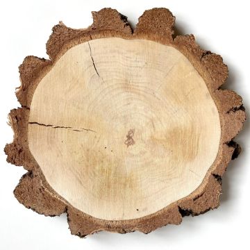 Birke Holzscheibe MORGANIE, natur, Ø28-32cm