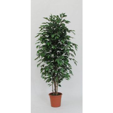 Deko Ficus Benjamini KONRADE, Echte Stämme, grün, 225cm - Made in Italy