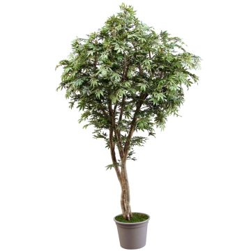 Kunst Japanischer Ahorn MYKYTA, Naturstämme, grün-rot, 175cm - Made in Italy