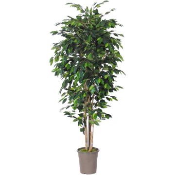 Künstlicher Ficus Benjamini LEVANTA, Naturstämme, grün, 125cm - Made in Italy