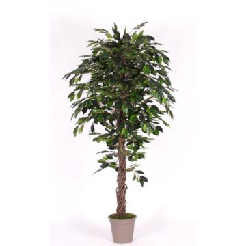 Deko Ficus Benjamini AMANCIO, Naturstämme, grün, 175cm - Made in Italy