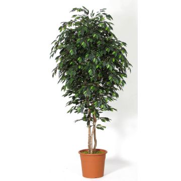 Künstlicher Ficus Benjamini LEVANTA, Naturstämme, grün, 275cm - Made in Italy