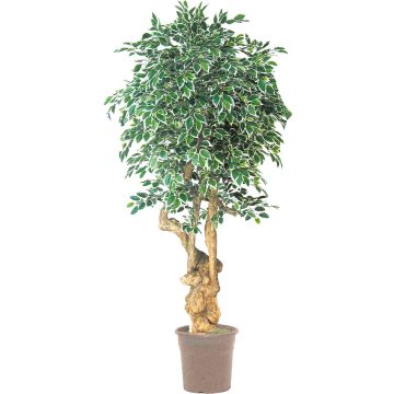 Unechter Ficus Benjamini AURELIANO, Naturstamm, grün-weiß, 200cm - Made in Italy