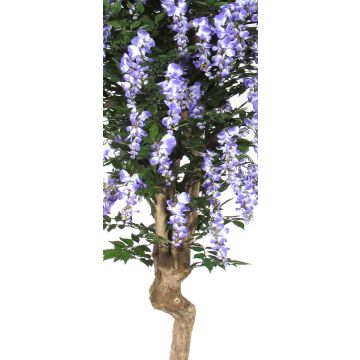 Unechter Blauregen ERLINA, Echtstamm, mit Blüten, lila, 200cm - Made in Italy