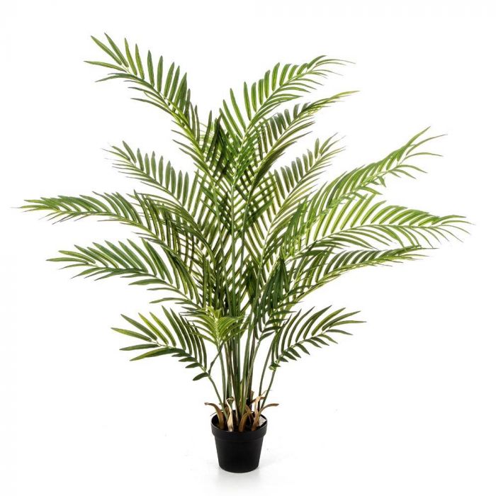 Palmiers Areca