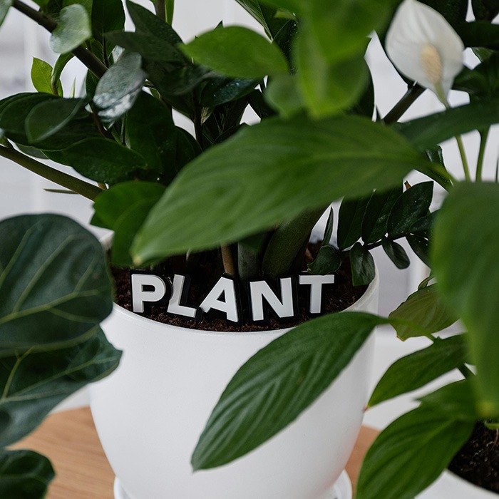 Pflanzen A - Z