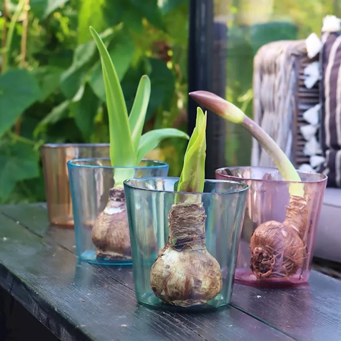 Glas Blumentöpfe