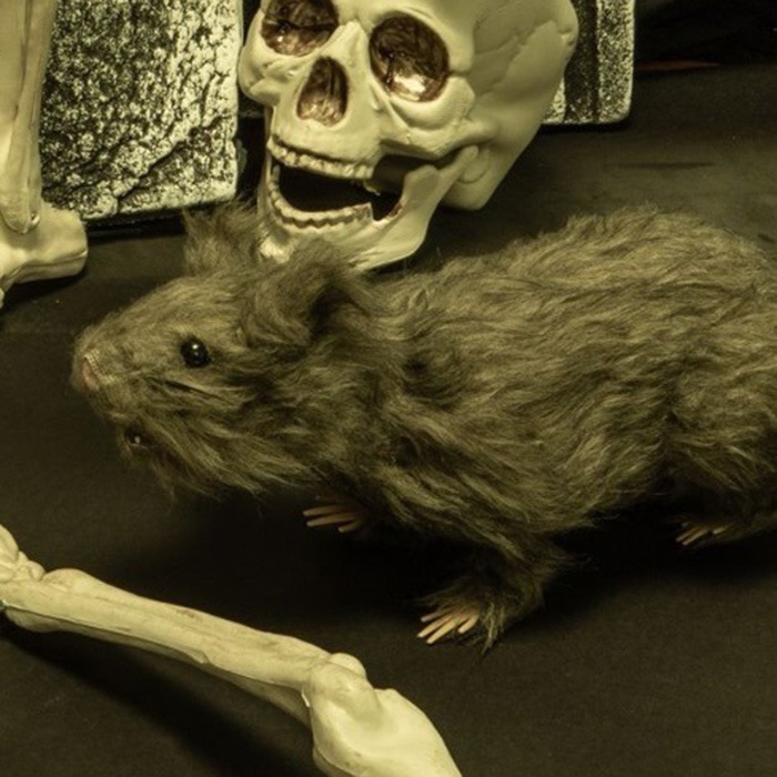 Halloween-Tiere