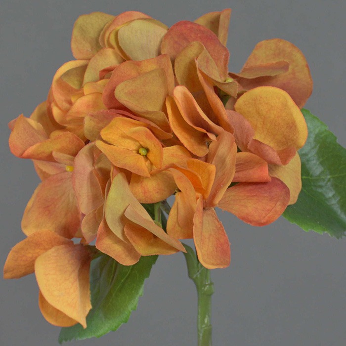 Orangefarbene Hortensien