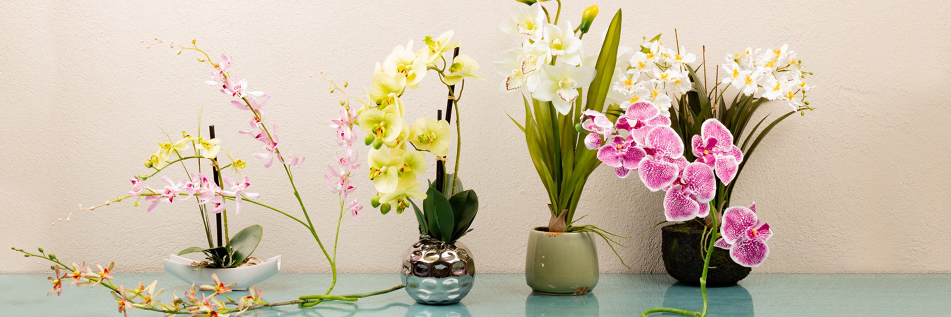 monstera frozen freckles Monstera Frozen Freckles main image 1