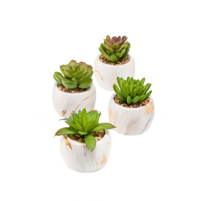 Sukkulenten SALE