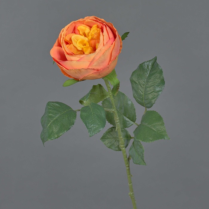 Kohl-Rosen