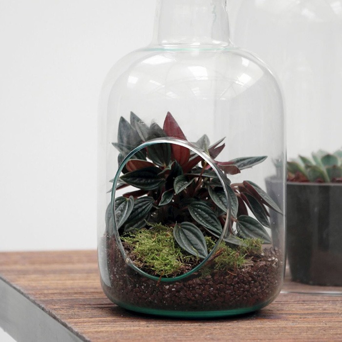 Flaschengarten SALE